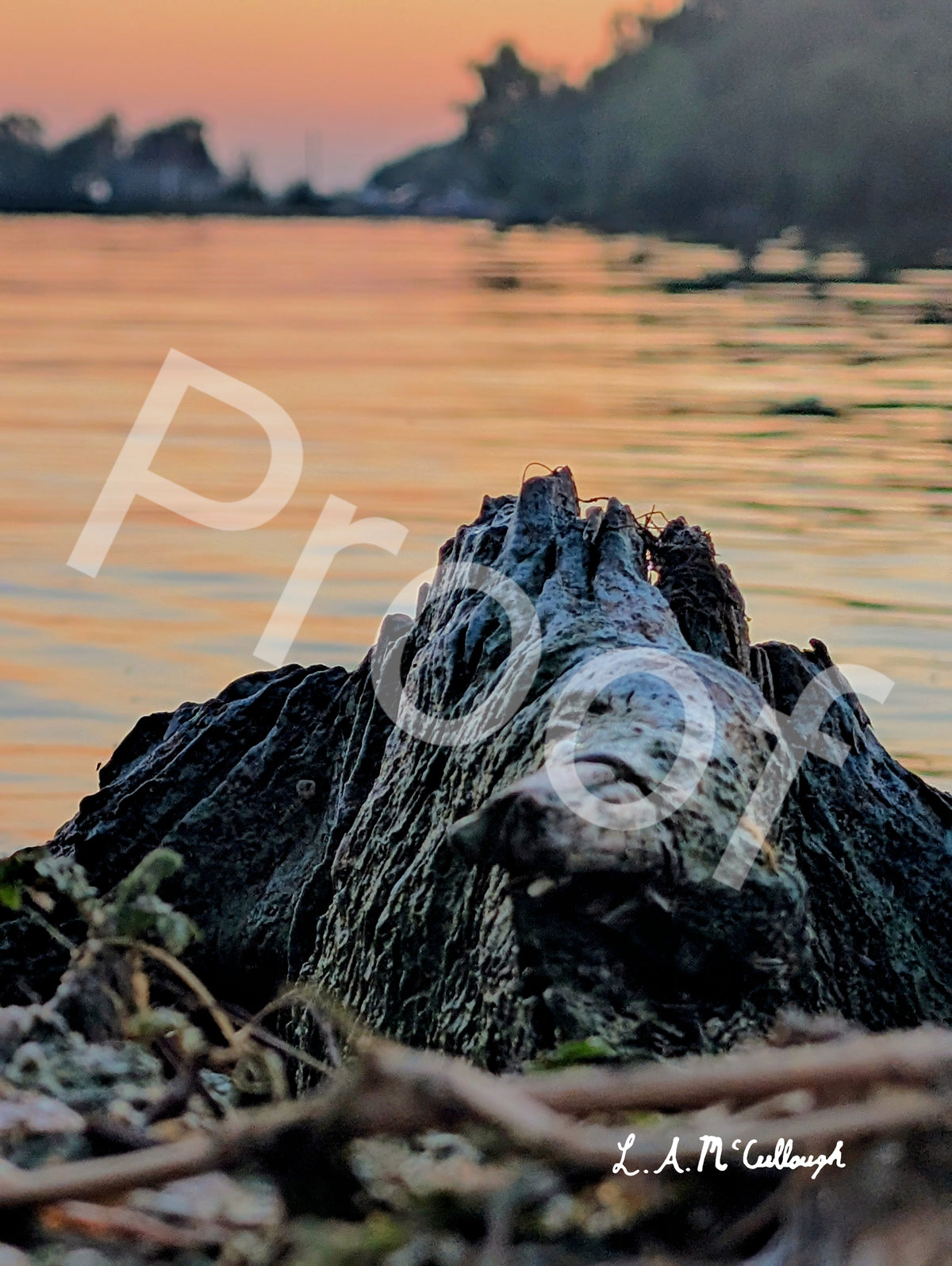 Dusk Stump at Stoney Lake