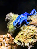 Poison Dart Frog