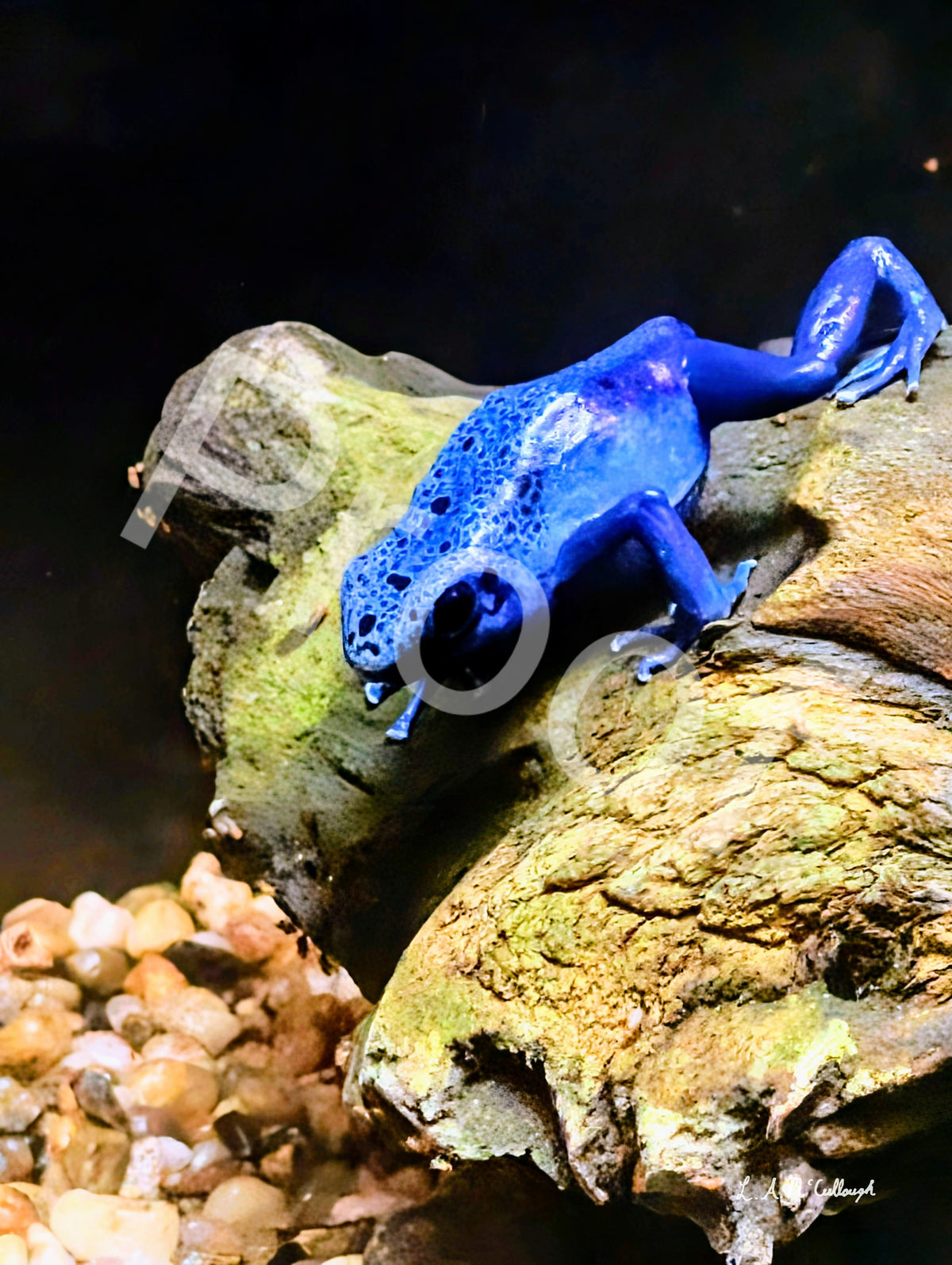 Poison Dart Frog
