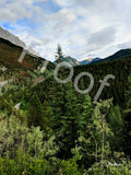 Mountain Beauty in Jasper