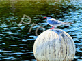Common Tern in Cypress Hills