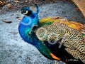 Distinguished Peacock