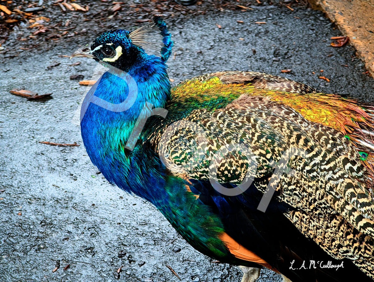 Distinguished Peacock