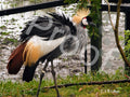 Ruffled Grey Crowned Crane