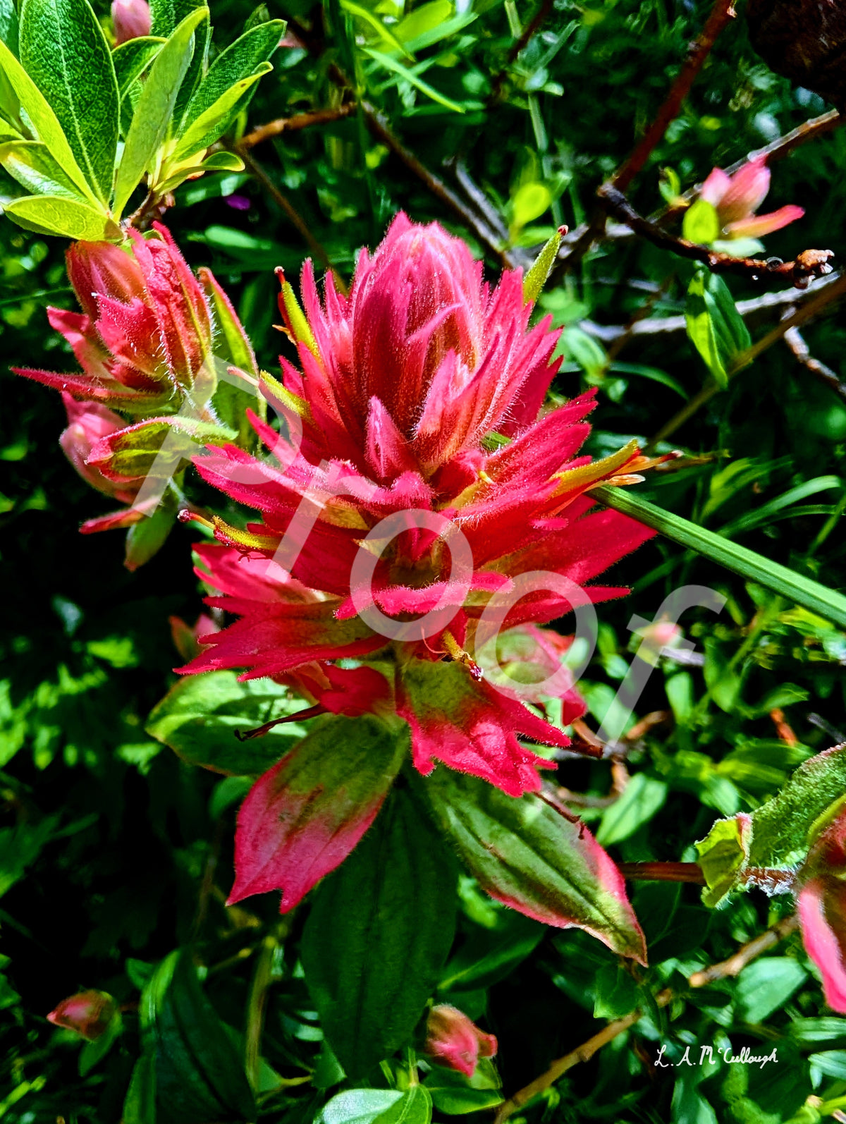 Indian Paintbrush
