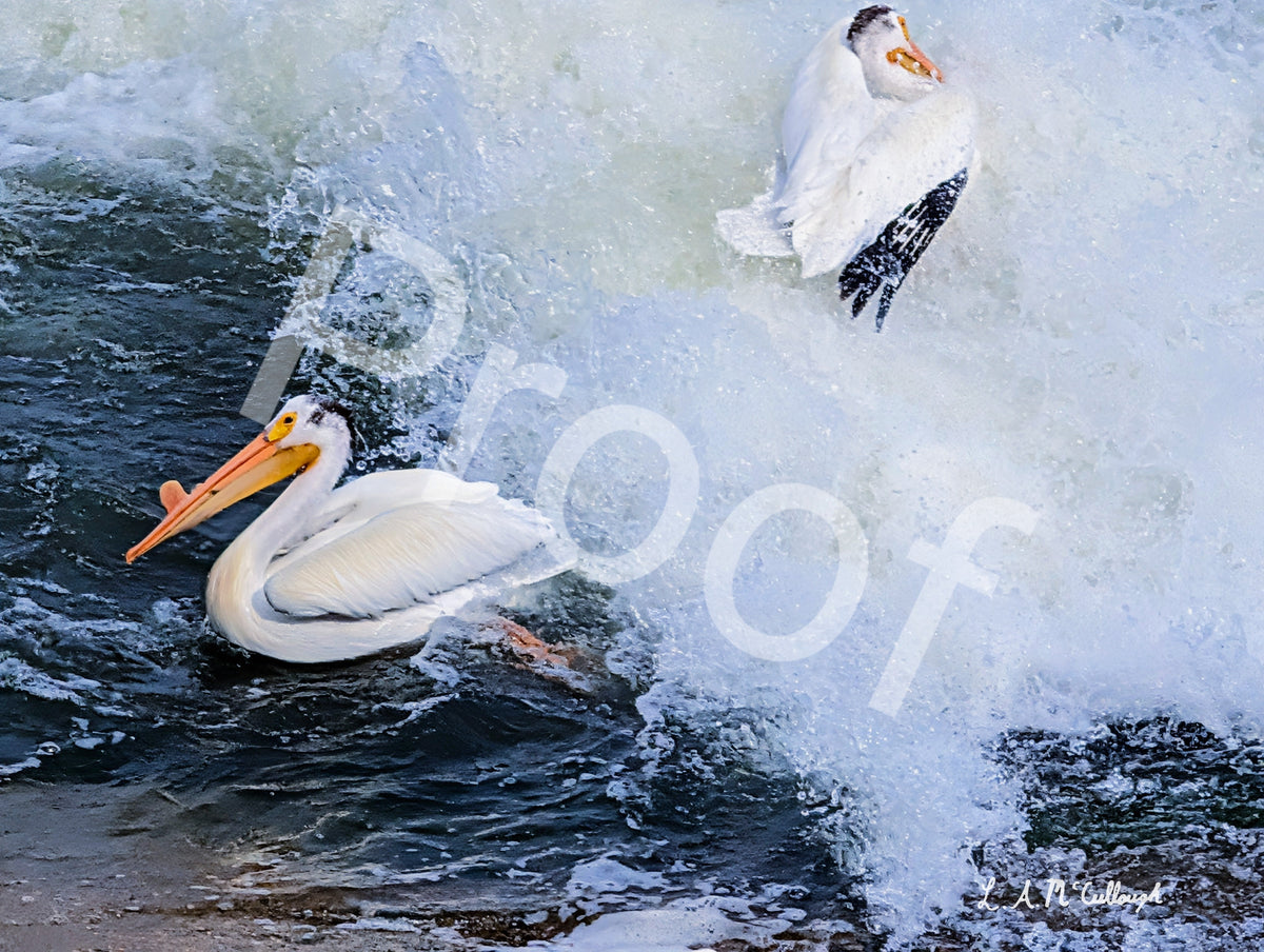 Splashing Pelicans