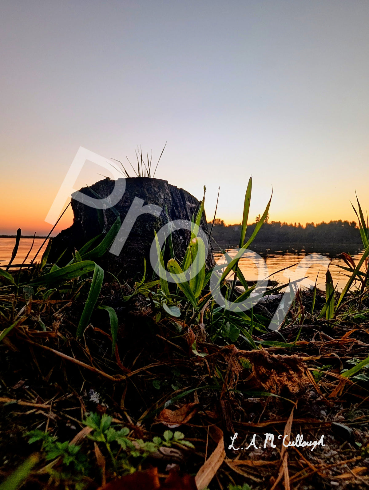 Grassy Stump at Stoney Lake