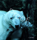 Polar Bear and Bubbles