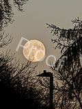 Moon and Trees from Kinsmen Park