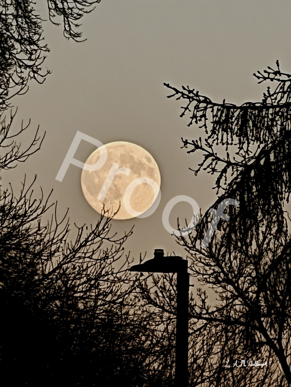 Moon and Trees from Kinsmen Park