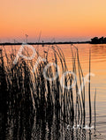Reeds and Dusk at Stoney Lake