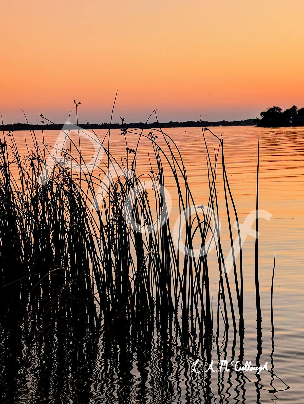 Reeds and Dusk at Stoney Lake