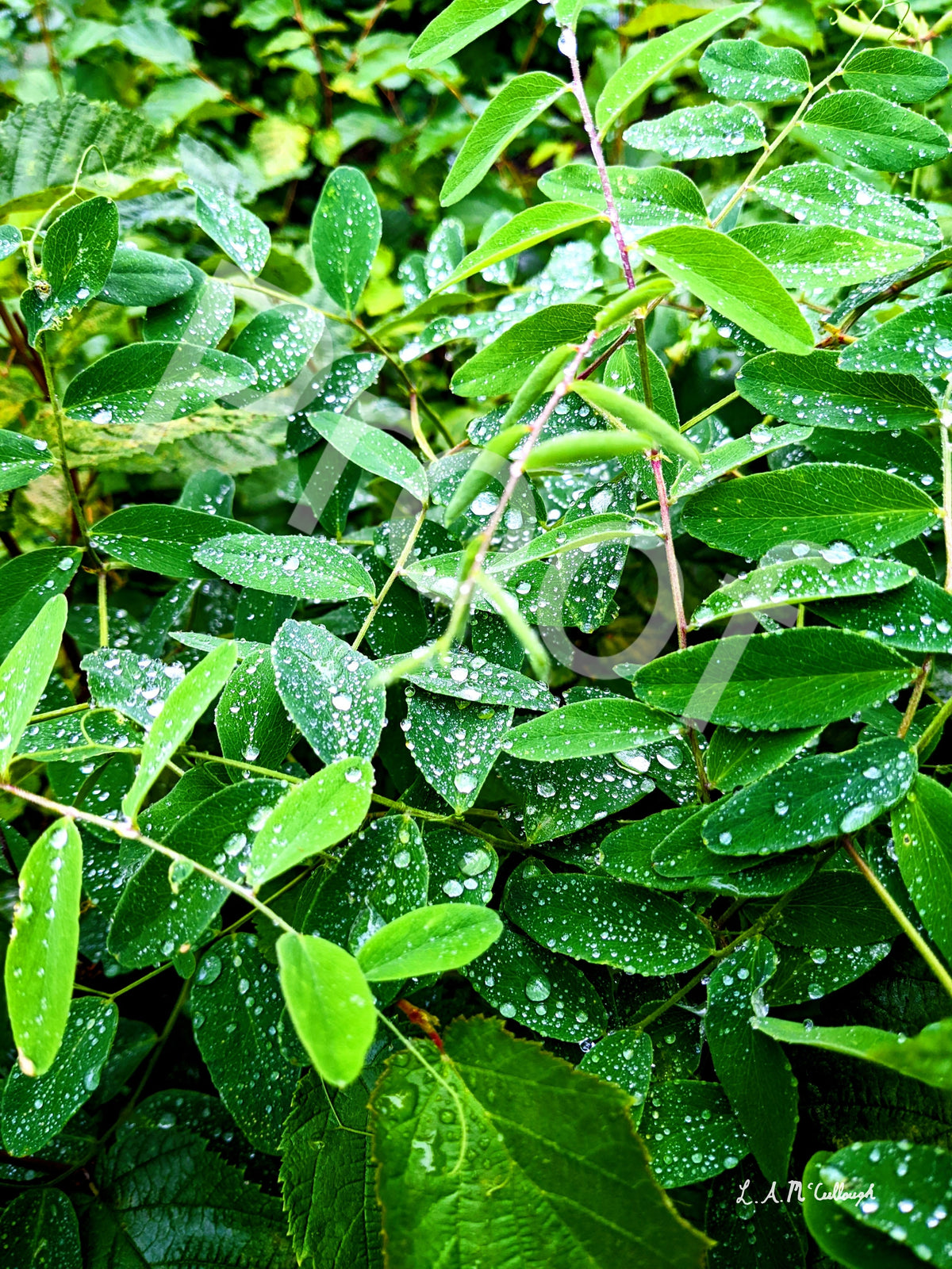 Leaves After a Rain