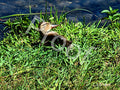 Happy Duckling