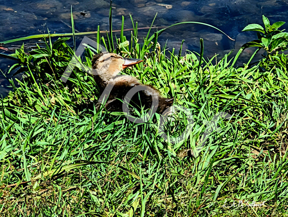 Happy Duckling