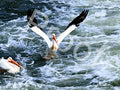 Pelican Landing