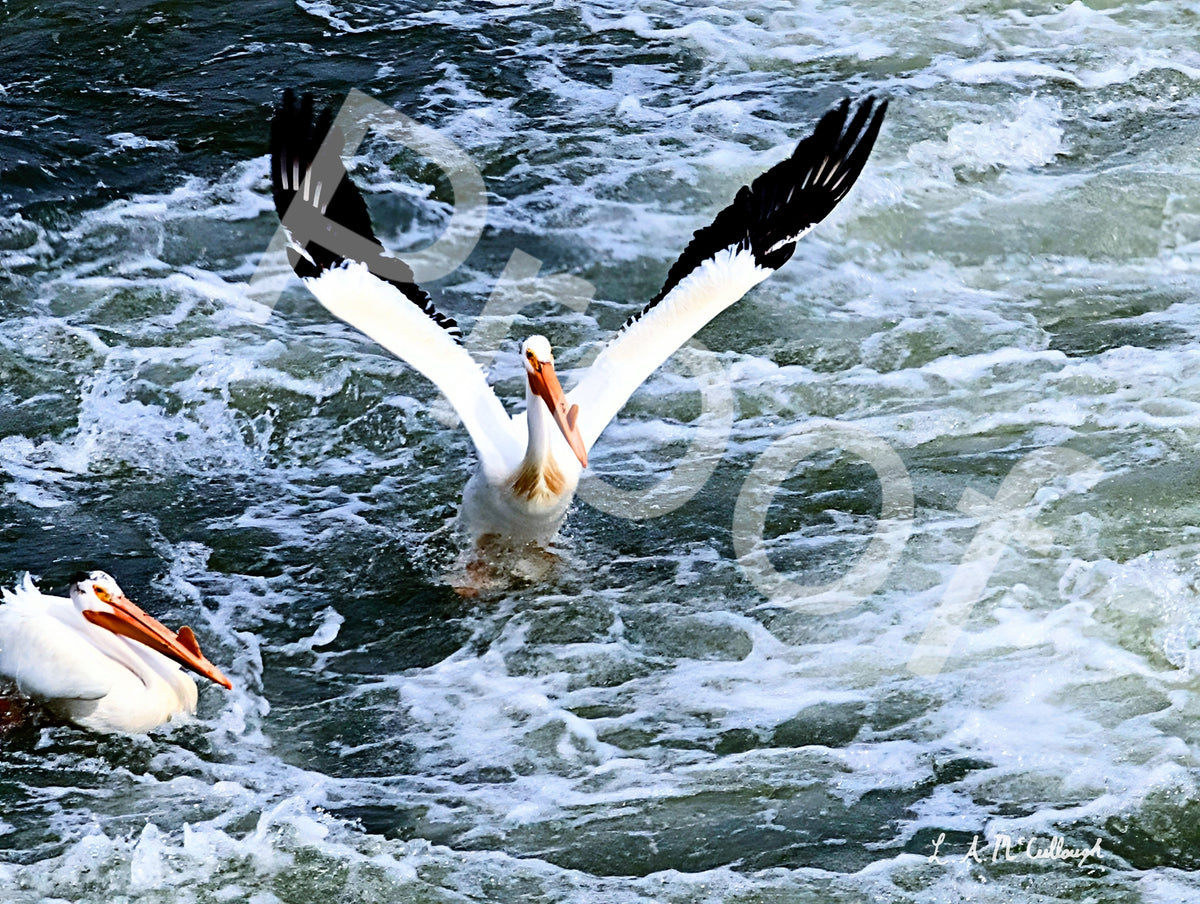 Pelican Landing