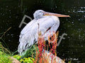 Dalmatian Pelican Resting