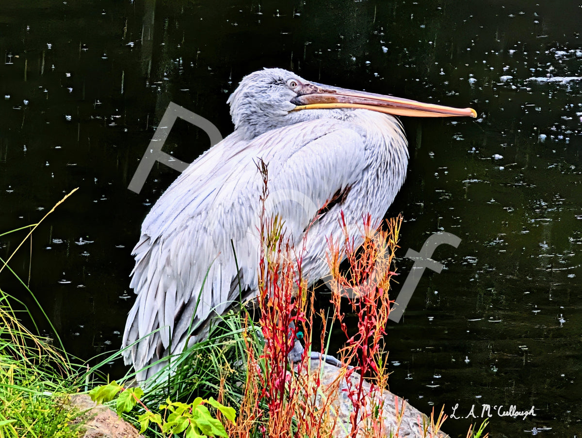 Dalmatian Pelican Resting