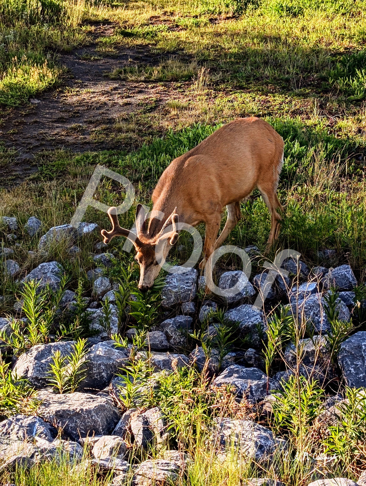 A Deer Friend in Canmore