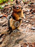 Sulfur Mountain Chipmunk