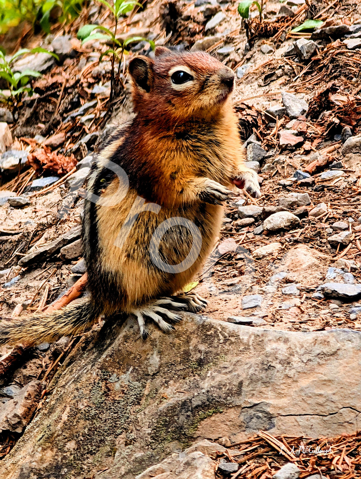 Sulfur Mountain Chipmunk